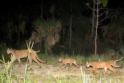 Panthers spotted in Picayune Strand State Forest.