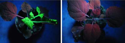 A plant (left) infected with the tobacco mosaic virus, visible in fluorescent markings, compared to a plant (right) treated with a double-stranded RNA "vaccine," which activated its immune system.