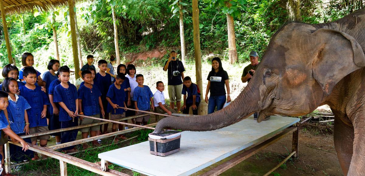 Josh Plotnik Understanding How Elephants Think Is Key to Protecting Them - Yale E360