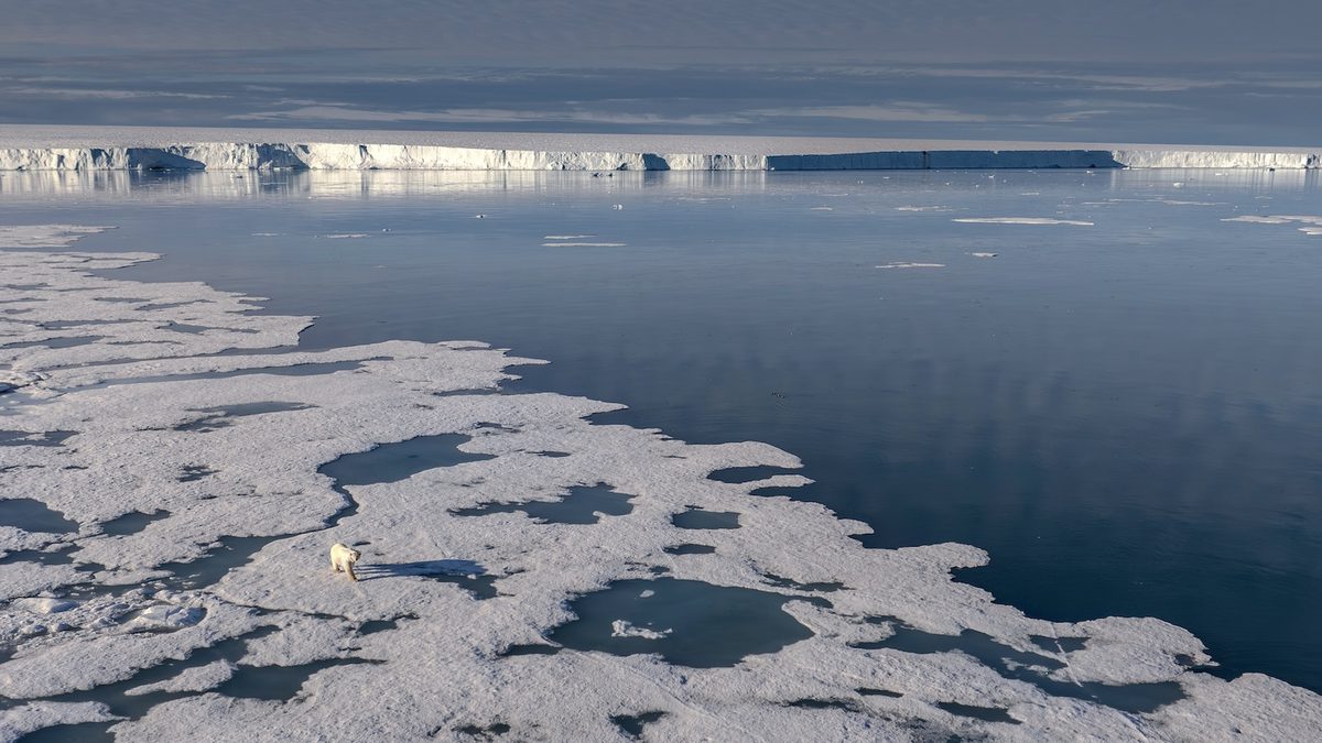 photo of Arctic Wildlife Research Suffers as Geopolitical Competition Grows image