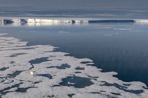 A polar bear on sea ice in the Arctic Ocean.