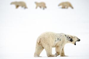 A male polar bear suffering from alopecia, which caused the patches of black on his neck and side.