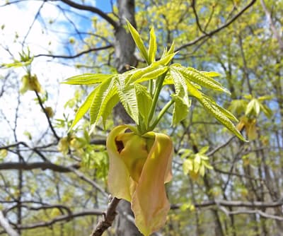 Hickory leaves emerge on Tim Leiby's forest, a sign of progress toward bringing back native hardwoods.