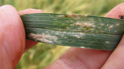 Scientists have developed a gene-edited wheat variety resistant to powdery mildew, caused by the fungus Blumeria graminis.
