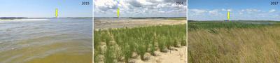 The transformation of an area of Prime Hook from 2015 t0 2017 following dune building and planting of native grasses.