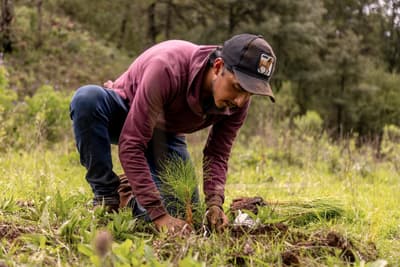 In Mexico’s ‘Avocado Belt,’ Villagers Stand Up to Protect Their Lands A Purépecha farmer plants a tree in Charapan.