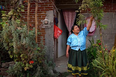 In Mexico’s ‘Avocado Belt,’ Villagers Stand Up to Protect Their Lands A Purépecha woman grows fruits and vegetables in a plot outside her home in Angahuan.