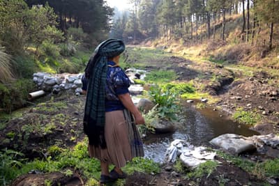 In Mexico’s ‘Avocado Belt,’ Villagers Stand Up to Protect Their Lands A Purépecha woman collects medicinal herbs near a community spring in the forest in Angahuan.