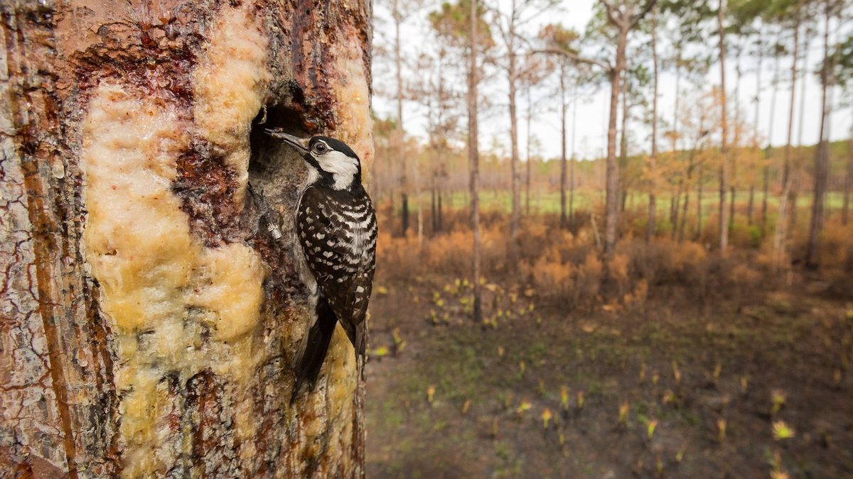 For America’s Rarest Wildlife, Survival May Hinge on a Single Word