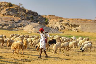 A shepherd grazes his cattle on grasslands in the state of Rajasthan.