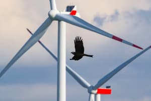 德國西弗斯多夫-霍恩諾芬風電場的一隻紅鳶。紅鳶特別容易與渦輪機相撞。