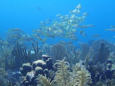Marine life is thriving in Cuba's Gardens of the Queen National Park, where yellowtail snappers swim amid boulder star coral, gorgonians, and seafans.