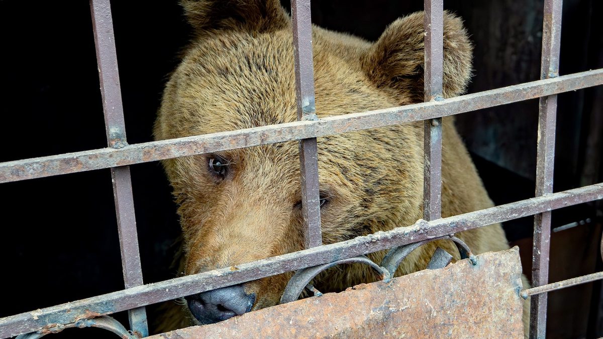 Freeing Captive Bears from Armenia’s Backyards and Basements