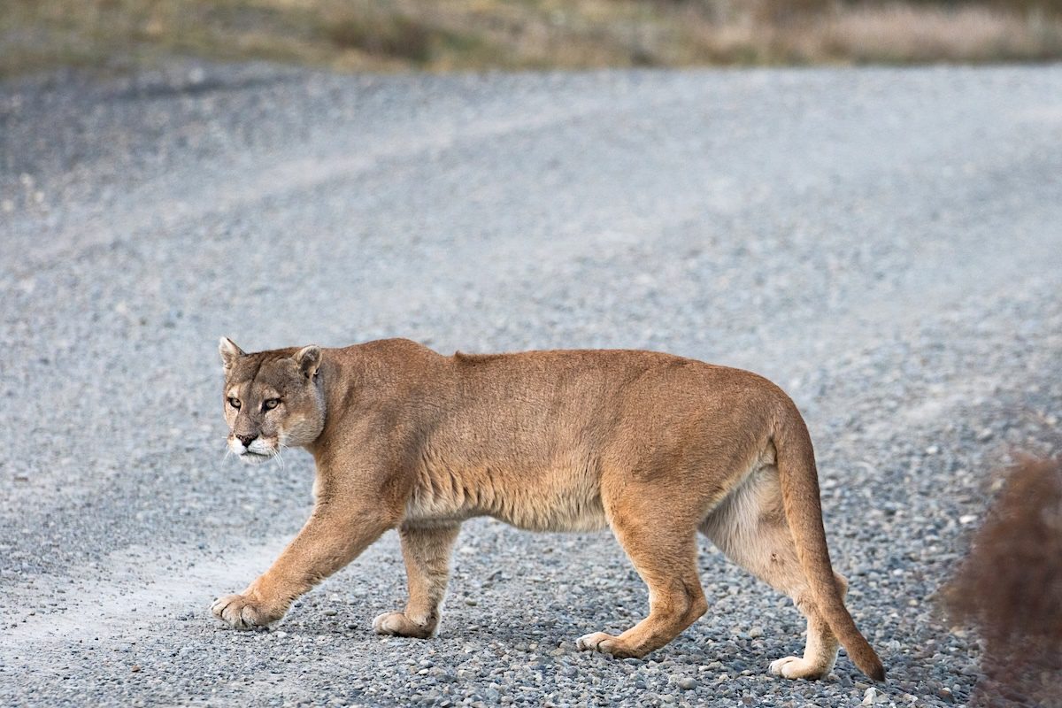 Mountain Lions Are Keeping Deer Off the Road, Study Finds