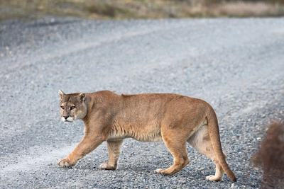 A puma crossing a road on the Olympic Peninsula in Washington state.
