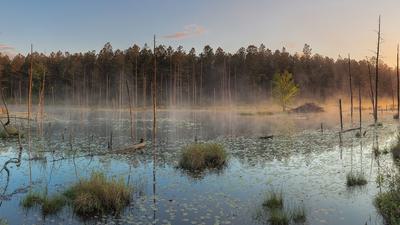 Roberts Branch, a stream in the New Jersey Pinelands.