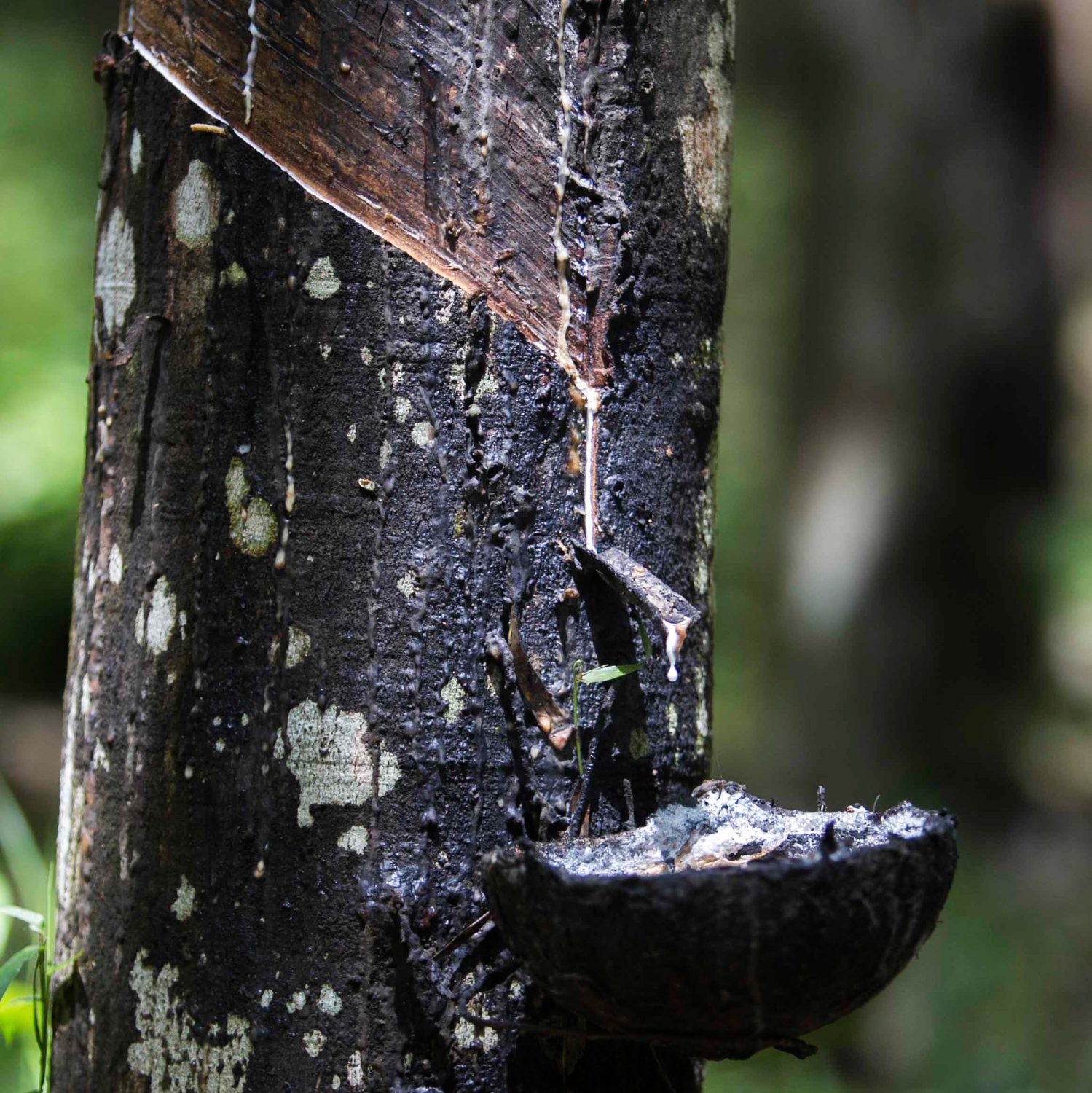 Rubber Tree Origin Tropical Rainforest Rubber Tree Para Rubber Tree | Bridgestone