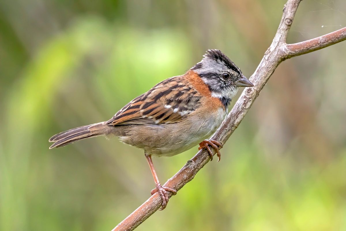 Scientists Are Teaching Birds to Sing Lost Songs