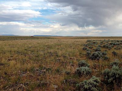 Mowed (left) and unmowed (right) patches of sagebrush in sage grouse habitat in central Wyoming in 2015.