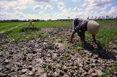 A farmer in Vietnam's Mekong Delta pulls dying rice plants from a field contaminated by salt.