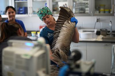Veterinarian Jennifer Russell treats an ailing pelican at SeaWorld in San Diego. Rehabilitation centers have cared for hundreds of emaciated seabirds amid a marine heat wave in Southern California.