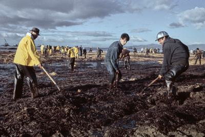 Volunteers clean a beach near Santa Barbara following an infamous spill in January 1969.