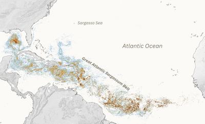 A map of the Great Atlantic Sargassum Belt in June 2026.