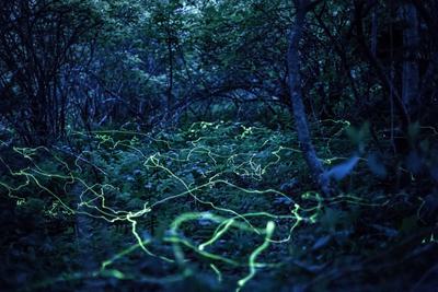 Blue ghost fireflies in the Blue Ridge Mountains of North Carolina, captured in a long-exposure photograph.