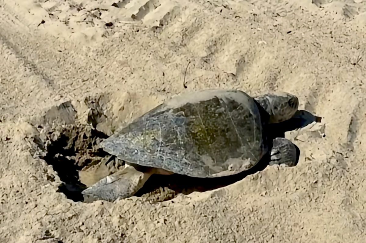 photo of El Niño Brings Exotic Sea Life to the California Coast image