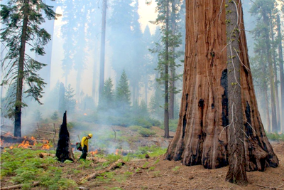 Controlled Burns Have Saved Giant Sequoias