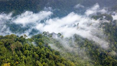 Moisture produced by the world's forests generates rainfall thousands of miles away.