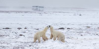 The research vehicle Tundra Buggy One (in background) is used to track polar bears in Canada's Hudson Bay area.