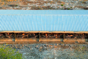 A pig farm in the Yucatan.