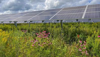 A solar project in Minnesota hosts native flowers.