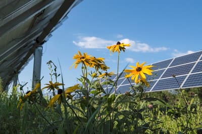 Wildflowers grow beneath a solar array in Minnesota.