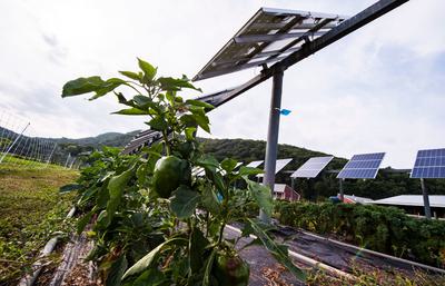 Crops grow under solar panels on a farm in South Deerfield, Massachusetts.
