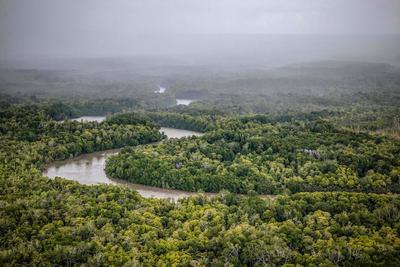 A mangrove forest in South Papua, Indonesia.