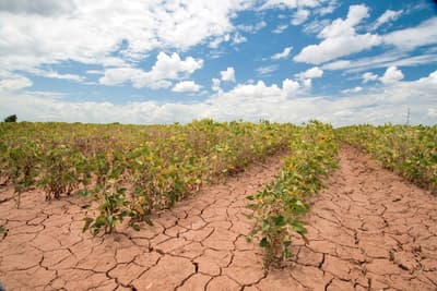 Soybeans wither amid drought in Texas.