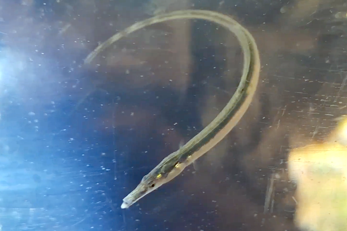 A slender greenish pipefish held in a hand against a river background