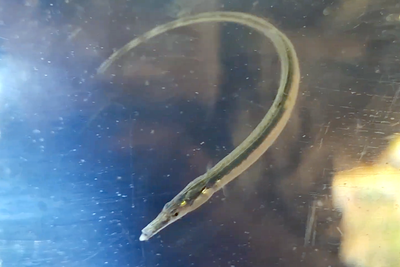 The recently rediscovered spinach pipefish.