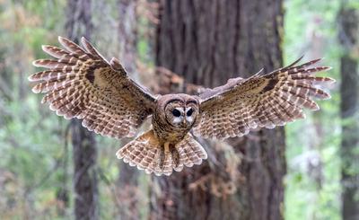 A northern spotted owl in Shasta–Trinity National Forest in California.