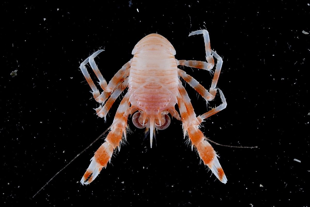 More Than 110 New Species Discovered In Deep Waters Off…