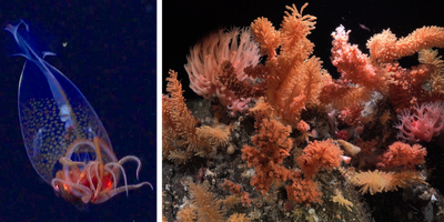 Left: A juvenile colossal squid found near the South Sandwich Islands. Right: A deep-sea coral garden discovered in the Southern Ocean.