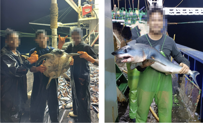 Squid fishing crews pose with a turtle (left) and a juvenile shark (right).