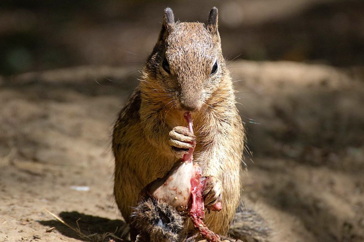 Carnivorous Squirrels Discovered in California - Yale E360