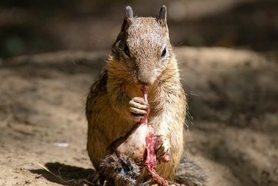 A California ground squirrel eats a vole.