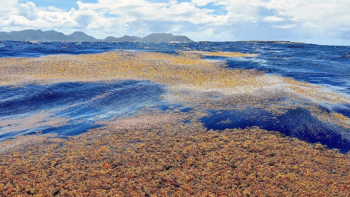 Sargassum Superbloom: Seaweed Scourge or Ecological Boon?