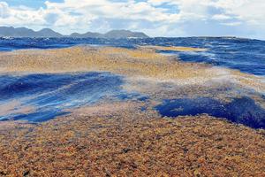 Sargassum seaweed off the coast of St. Martin in the Caribbean.