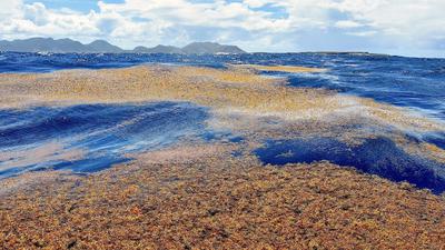 Sargassum seaweed off the coast of St. Martin in the Caribbean.