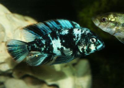A Makobe fish (Neochromis omnicaeruleus), a type of cichlid, in the tanks of hobby aquarist Greg Steeves.